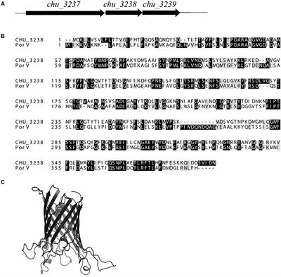 Identification of the Type IX Secretion System Component, PorV (CHU_3238), Involved in Secretion and Localization of Proteins in Cytophaga hutchinsonii